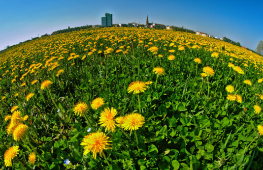 33775548726_9023270045_k 33775548726_9023270045_k