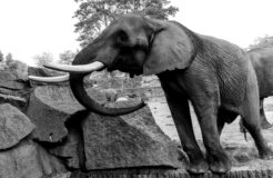 african_wildlife_products african_wildlife_products