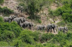 southafrica_poaching southafrica_poaching