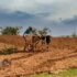 africa_farming