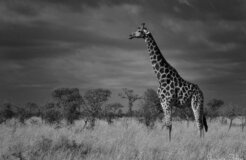 africawildlife africawildlife