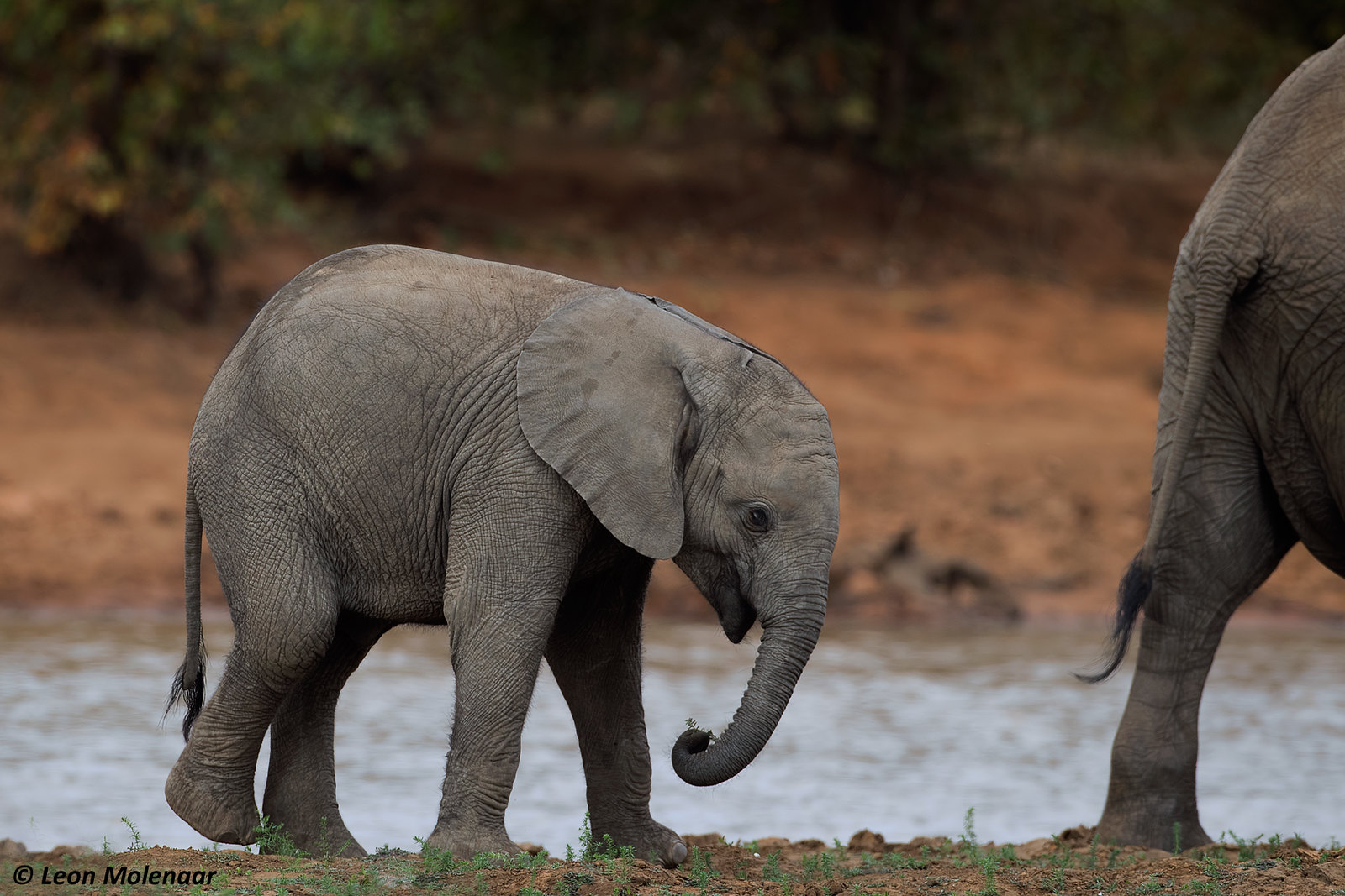 Climate related bacteria kills elephants | FairPlanet