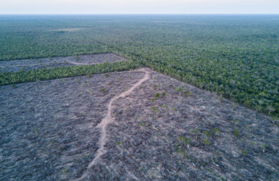 Illegal deforestation at a ranch inside PNCAT, 2019.