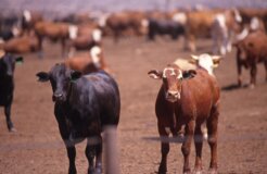 3239156863_df041522ea_o 3239156863_df041522ea_o