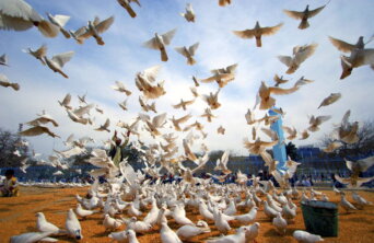 4770979281_c76da626d1_b 4770979281_c76da626d1_b