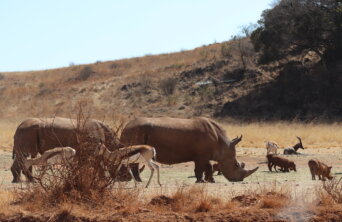 50955323576_21bf1e4071_k