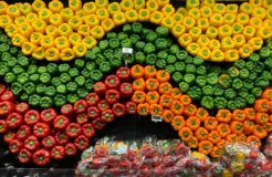 Organic Vegetables Organic Vegetables