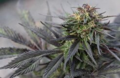 jhon-david-plAYVXwJ5cA-unsplash