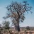 nqobile-vundla-Sc6CnxdxG_8-unsplash