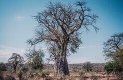 nqobile-vundla-Sc6CnxdxG_8-unsplash nqobile-vundla-Sc6CnxdxG_8-unsplash