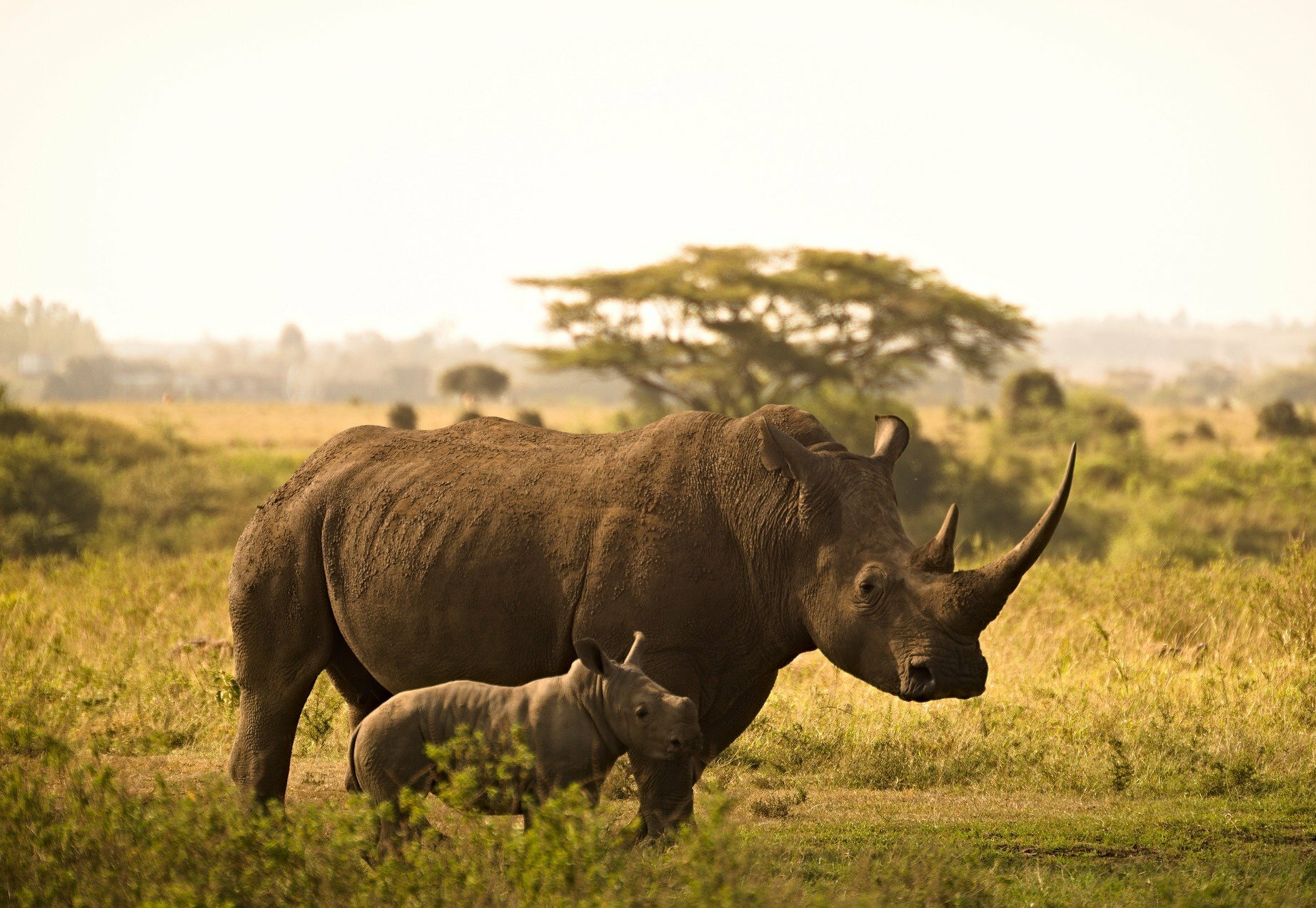rhino-6065480_1920
