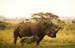 rhino-6065480_1920 rhino-6065480_1920