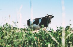 angelina-litvin-v5GI9rol_WY-unsplash