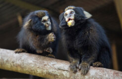 Daniel-Sotto-Maior-(1)