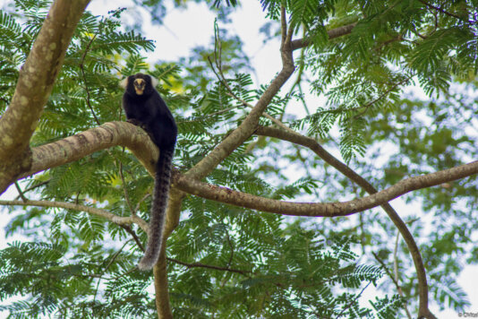 Orlando-Vital-(3)-(1)