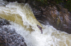 37887594771_09641f030a_k