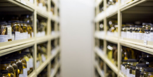 fishes-collection-1100x555