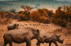 redcharlie-xtvo0ffGKlI-unsplash