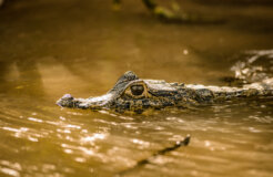 A+caiman+in+the+river