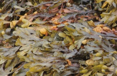 paul-levesley-ojEUKfsIPrc-unsplash