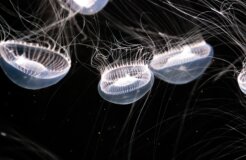 manny-peralta-X7tyYqlMztY-unsplash manny-peralta-X7tyYqlMztY-unsplash