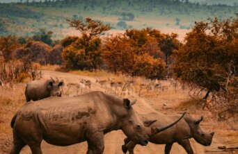 redcharlie-xtvo0ffGKlI-unsplash redcharlie-xtvo0ffGKlI-unsplash