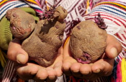 15869371620_7a1e71e7ab_c