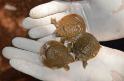 Baby-turtle-hatchlings