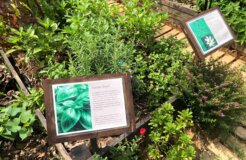 Urban_Farmer_Christopher_Leow_Nutopia_sweet_basil