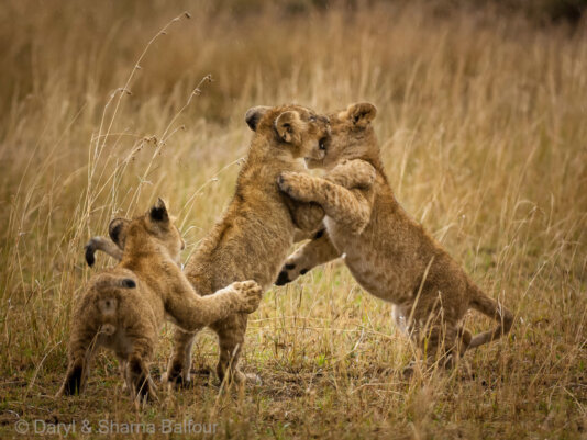 LIONESS & CUBS (Panthera leo)