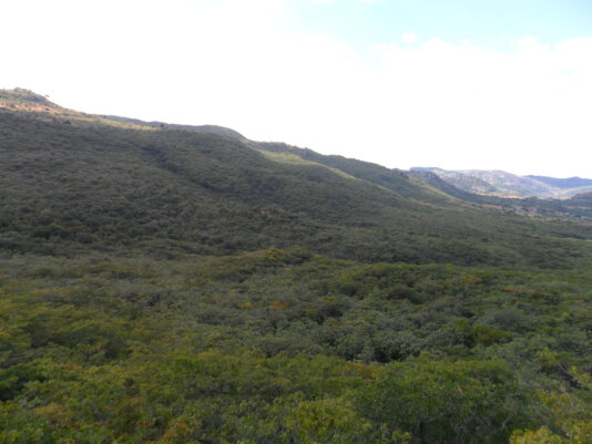 Neruredzo Forest, the home of the stinkbug