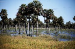 palm-savanna-g2770a0e60_1280