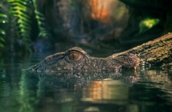 robert-zunikoff-L9KDsuc8moc-unsplash robert-zunikoff-L9KDsuc8moc-unsplash