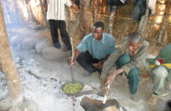 The green stinkbugs being prepared in flypans on open fire The green stinkbugs being prepared in flypans on open fire