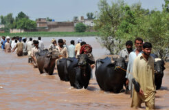 4971019988_ae1a384067_o 4971019988_ae1a384067_o