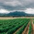 ashim-d-silva-9HoZc6RtPb0-unsplash