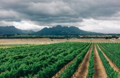 ashim-d-silva-9HoZc6RtPb0-unsplash ashim-d-silva-9HoZc6RtPb0-unsplash