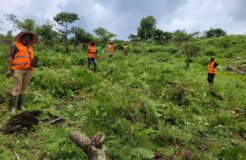 Community volunteers participating in tree planting_