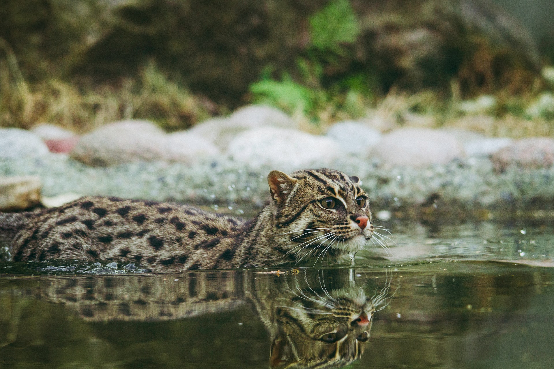 frida-lannerstrom-8LJrO7D-GgE-unsplash
