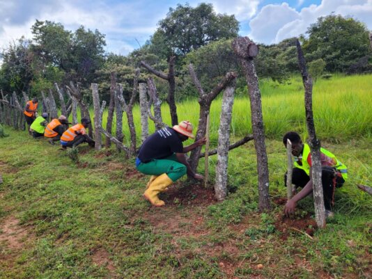 Living fencing enabled the planting of 4,000 fire resistant trees in 2022 alone in Bamunkumbit_
