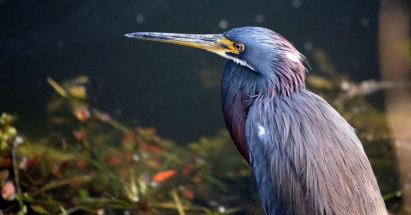 10658883504_dcb60204c0_c 10658883504_dcb60204c0_c