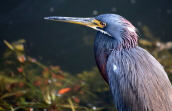 10658883504_dcb60204c0_c