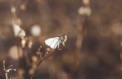 douglas-pontes-tQGQEVPXoZY-unsplash douglas-pontes-tQGQEVPXoZY-unsplash