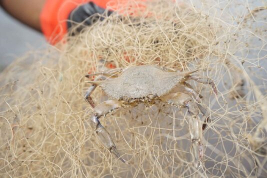 Marine-creature-trappe-in-net-dump-in-th-sea