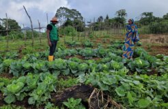 Indigenous women in Bamukumbit have found an alternative in land sustainable land use by cultivating vegetable in regenerated land. A project that leaves them financially independent_