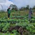 Indigenous women in Bamukumbit have found an alternative in land sustainable land use by cultivating vegetable in regenerated land. A project that leaves them financially independent_