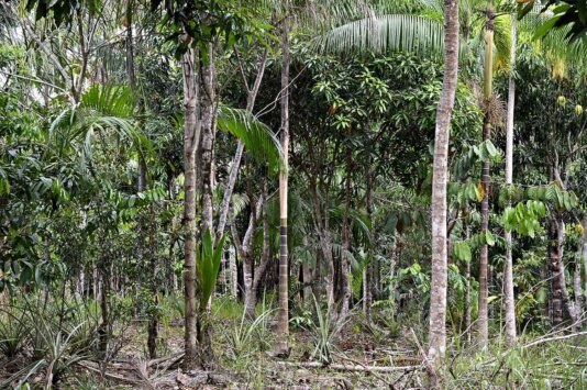 SAF da aldeia Novo Paraíso, TI Caititu_Adriano Gambarini