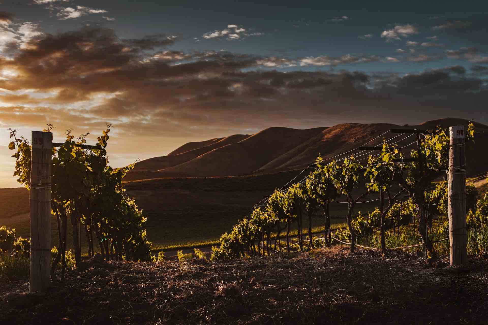 vineyard