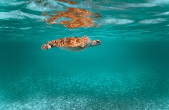 david-troeger-b7f43sn3E2E-unsplash