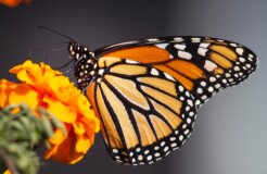 kathy-servian-EwsYJqS0D2E-unsplash kathy-servian-EwsYJqS0D2E-unsplash